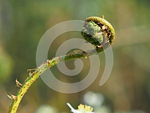 Forest plants. Spring sprouts of a fern (PolypodiÃ³phyta) close-up.