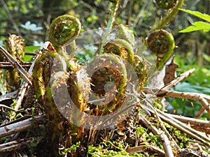 Forest plants. Spring sprouts of a fern (PolypodiÃ³phyta) close-up.