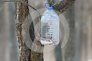 Forest plastic bird feeder. Big plastic bottle used as feeder for birds in winter