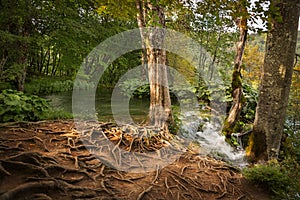 Forest in Plitvice Lakes National Park, Croatia