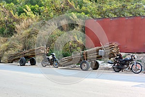 Forest poachers transport lumber on motorbikes photo