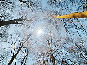 Forest point of view