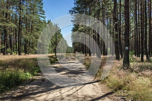 Forest in Poland