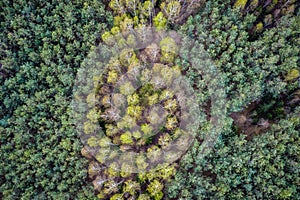 Forest in Poland, Masovia region photo