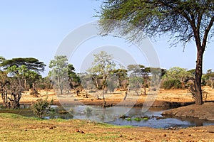 Forest Pond, Chobe National Park, Botswana