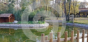 Forest and pond, complexity and naturalness, all in one, mountain, sea, lake