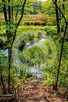 Forest pond in Czarna River nature reserve with wood thicket and grassy wild shores near Piaseczno town in