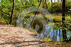 Forest pond in Czarna River nature reserve with wood thicket and grassy wild shores near Piaseczno town in