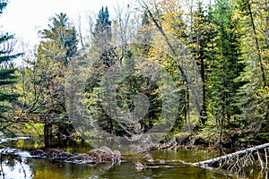 Forest with Pond and Dead Tree