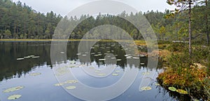 Forest pond with lily pads in Finland photo