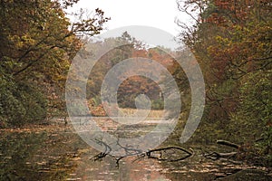 Forest pond lying peaceful surrounded by autumn colored woods