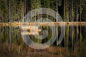 Forest pond in October colors