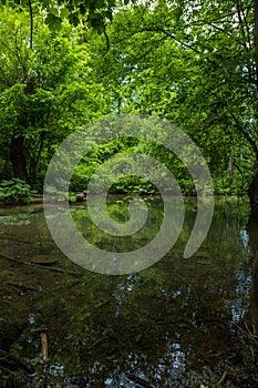 Forest pond with reflection. photo