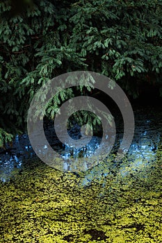 Forest pond with reflections and green algae in soft light