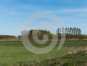 FOREST OF POPLARS IN SPRING