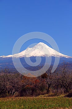 Forest with the Popocatepetl volcano VIII