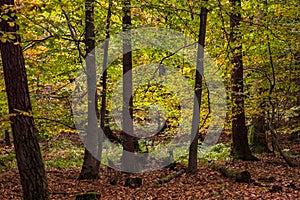 A forest poster with some trees and leaves in a colorful autumn mood in the backlight