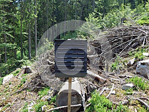 Forest preservation, pheromone trap for bark beetle photo