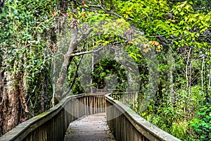 Forest preserve of the Hilton Head Island