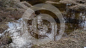 Forest puddle moor lake pool brown winter