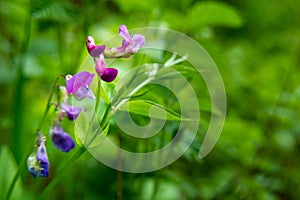 Forest purple flower and green foliage, spring flowers