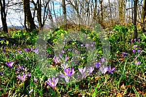 Forest with purple spring crocus (Crocus vernus)