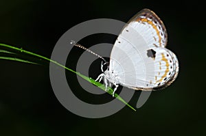 Forest quaker butterfly