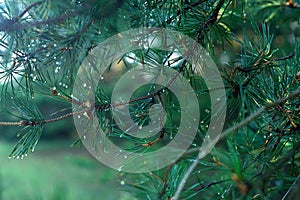 Forest after rain. Spruce branches in drops of dew