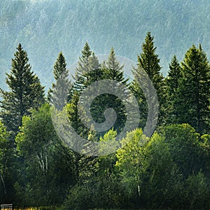 Pine Forest During Rainstorm Lush Trees