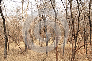 Forest of Ranthambhore national Park