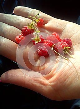 Forest raspberries on the girl s hand. Karelia Russia.