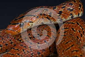Forest rat snake / Euprepiophis conspicillatus photo