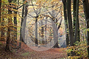 Forest of Ravnsholt Skov in denmark in fall