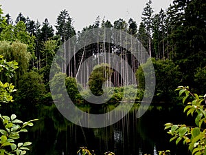 Forest recovered after hurricane