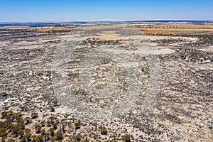 Forest recovering from bushfire in australia