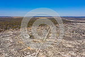 Forest recovering from bushfire in australia