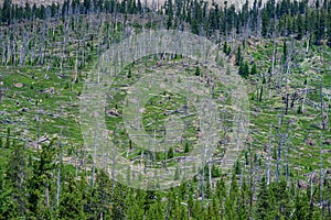 Forest recovering from previous wildfire, regrowth with green vegetation among the still standing dead trees