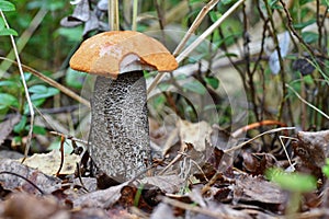 Forest red-capped scaber stalk Leccinum aurantiacum close up.With small part of cap damaged. Fungi, mushroom in the summer fores