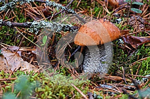 Forest red-capped scaber stalk Leccinum aurantiacum after rain close up. Surrounded by pine needles and cranberry leaves. Fungi,