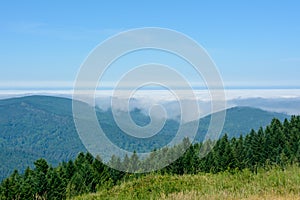 Forest Redwood National Park, California USA