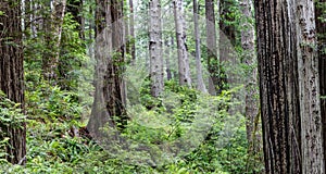 Forest in Redwood National Park, Northern California