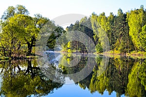 Forest is reflected in the calm blue water of the forest lake. Early morning.