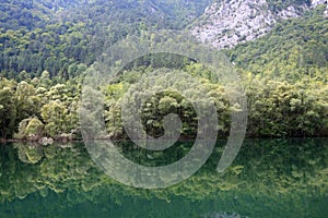 Forest is reflected in the river