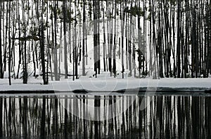 Forest Reflected in River