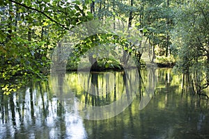 Forest reflected in the river