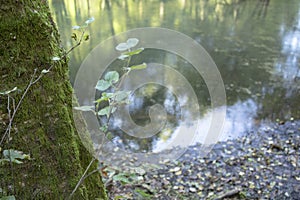 Forest reflected in the river