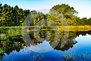 Forest reflecting on lake