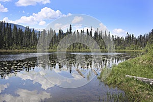 Forest reflecting on lake