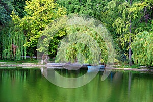 Forest reflecting on lake water surface, landscape