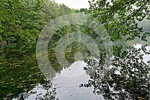 forest reflecting in small calm lake in september